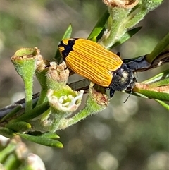 Castiarina balteata (A jewel beetle) at Jerrabomberra, NSW - 7 Dec 2024 by SteveBorkowskis