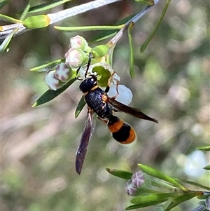 Eumeninae (subfamily) at Jerrabomberra, NSW - 7 Dec 2024