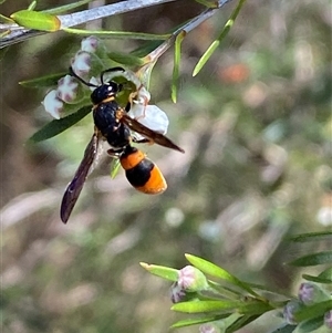 Eumeninae (subfamily) at Jerrabomberra, NSW - 7 Dec 2024