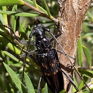 Phoracantha obscura at Jerrabomberra, NSW - 7 Dec 2024