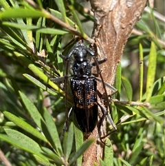 Phoracantha obscura at Jerrabomberra, NSW - 7 Dec 2024 03:00 PM