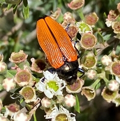 Castiarina amplipennis (Jewel Beetle) at Jerrabomberra, NSW - 7 Dec 2024 by SteveBorkowskis