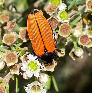 Castiarina amplipennis at Jerrabomberra, NSW - 7 Dec 2024 02:57 PM