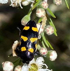 Castiarina australasiae (A jewel beetle) at Jerrabomberra, NSW - 7 Dec 2024 by SteveBorkowskis