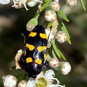 Castiarina australasiae at Jerrabomberra, NSW - 7 Dec 2024