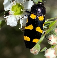 Castiarina australasiae at Jerrabomberra, NSW - 7 Dec 2024