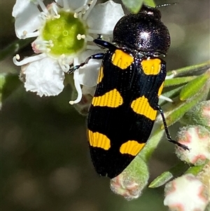 Castiarina australasiae at Jerrabomberra, NSW - 7 Dec 2024