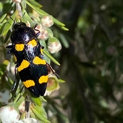 Castiarina australasiae at Jerrabomberra, NSW - 7 Dec 2024 02:52 PM