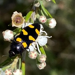 Castiarina australasiae at Jerrabomberra, NSW - 7 Dec 2024