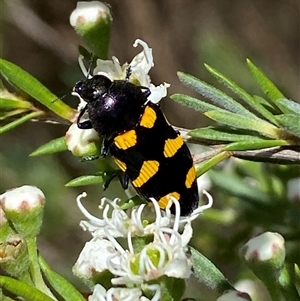 Castiarina australasiae at Jerrabomberra, NSW - 7 Dec 2024