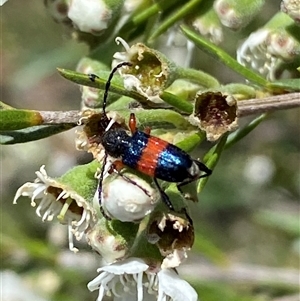 Obrida fascialis at Jerrabomberra, NSW - 7 Dec 2024