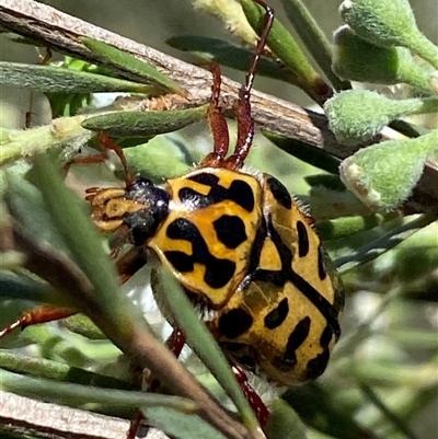 Neorrhina punctatum (Spotted flower chafer) at Jerrabomberra, NSW - 7 Dec 2024 by SteveBorkowskis