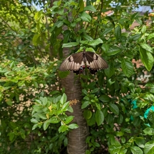 Papilio aegeus at Isaacs, ACT - 28 Nov 2024