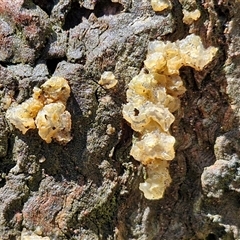 Unidentified Convoluted to brain-like [Brain jelly & look-alikes]  at Kingsdale, NSW - 7 Dec 2024 by trevorpreston