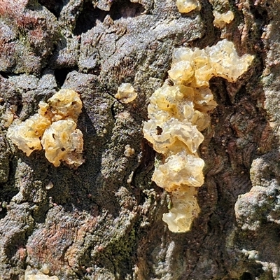 Unverified Convoluted to brain-like [Brain jelly & look-alikes]  at Kingsdale, NSW - 7 Dec 2024 by trevorpreston