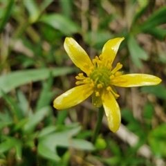 Ranunculus amphitrichus (Small River Buttercup) at Goulburn, NSW - 7 Dec 2024 by trevorpreston