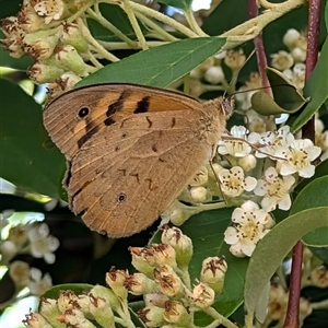 Heteronympha merope (Common Brown Butterfly) at Isaacs, ACT by Sheridannew