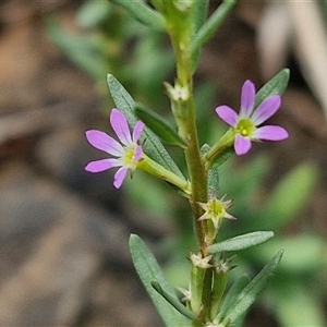 Lythrum hyssopifolia at Goulburn, NSW - 7 Dec 2024