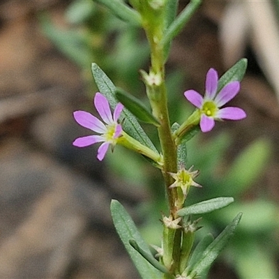 Lythrum hyssopifolia (Small Loosestrife) at Goulburn, NSW - 7 Dec 2024 by trevorpreston