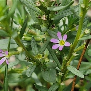 Lythrum hyssopifolia at Goulburn, NSW - 7 Dec 2024