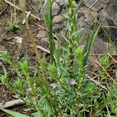 Lythrum hyssopifolia at Goulburn, NSW - 7 Dec 2024