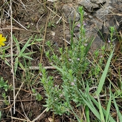 Lythrum hyssopifolia at Goulburn, NSW - 7 Dec 2024