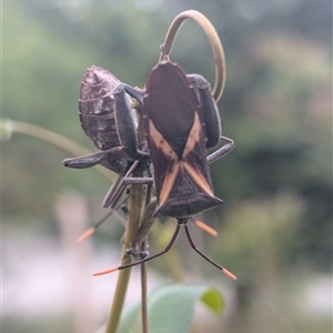 Mictis profana (Crusader Bug) at Isaacs, ACT by Sheridannew