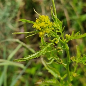 Rorippa palustris (Marsh Watercress) at Goulburn, NSW by trevorpreston