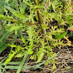 Rorippa palustris at Goulburn, NSW - 7 Dec 2024 12:06 PM