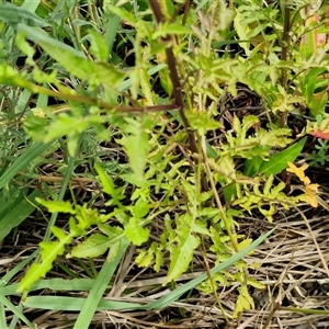 Rorippa palustris at Goulburn, NSW - 7 Dec 2024 12:06 PM