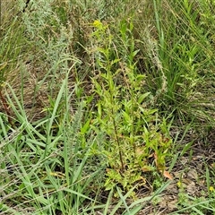 Rorippa palustris at Goulburn, NSW - 7 Dec 2024 12:06 PM