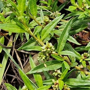 Persicaria prostrata at Goulburn, NSW - 7 Dec 2024 12:05 PM