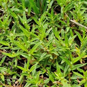 Persicaria prostrata at Goulburn, NSW - 7 Dec 2024 12:05 PM