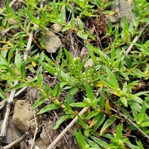 Persicaria prostrata at Goulburn, NSW - 7 Dec 2024 12:05 PM