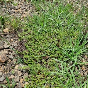 Persicaria prostrata at Goulburn, NSW - 7 Dec 2024 12:05 PM