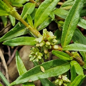 Persicaria prostrata at Goulburn, NSW - 7 Dec 2024 12:05 PM