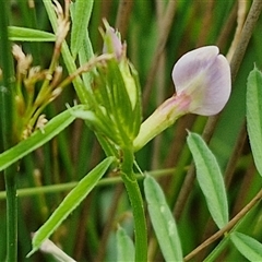 Vicia sativa (Common Vetch) at Goulburn, NSW - 7 Dec 2024 by trevorpreston