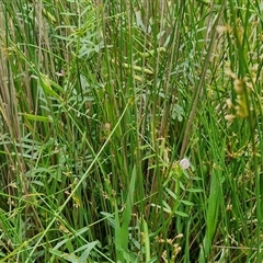 Vicia sativa at Goulburn, NSW - 7 Dec 2024 12:03 PM