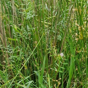 Vicia sativa at Goulburn, NSW - 7 Dec 2024 12:03 PM