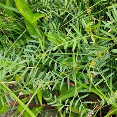 Vicia sativa at Goulburn, NSW - 7 Dec 2024 12:03 PM