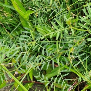 Vicia sativa at Goulburn, NSW - 7 Dec 2024 12:03 PM