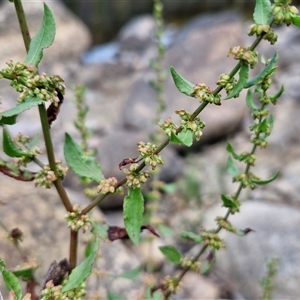 Rumex conglomeratus (Clustered Dock) at Goulburn, NSW by trevorpreston