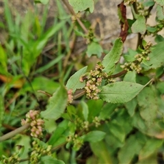 Rumex conglomeratus at Goulburn, NSW - 7 Dec 2024