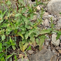 Rumex conglomeratus at Goulburn, NSW - 7 Dec 2024