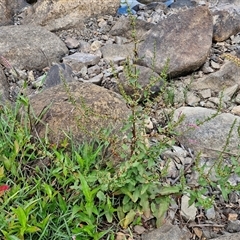 Rumex conglomeratus at Goulburn, NSW - 7 Dec 2024