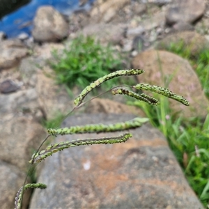 Paspalum dilatatum (Paspalum) at Goulburn, NSW by trevorpreston