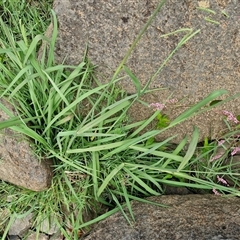 Paspalum dilatatum at Goulburn, NSW - 7 Dec 2024 12:01 PM