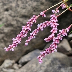 Persicaria decipiens (Slender Knotweed) at Goulburn, NSW - 7 Dec 2024 by trevorpreston