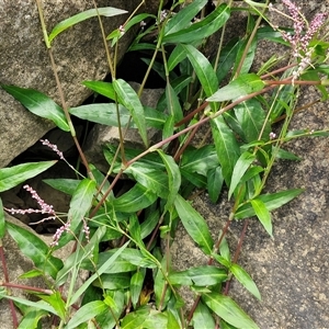 Persicaria decipiens at Goulburn, NSW - 7 Dec 2024 12:01 PM