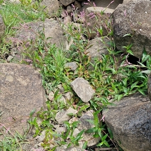 Persicaria decipiens at Goulburn, NSW - 7 Dec 2024 12:01 PM